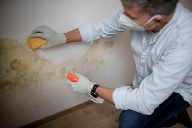Attic Mold Removal in Mount Dora, FL