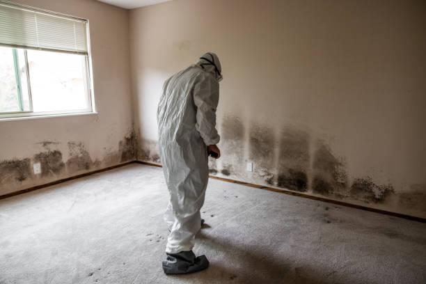 Mold Removal Process in Mount Dora, FL